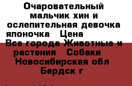 Очаровательный мальчик хин и ослепительная девочка японочка › Цена ­ 16 000 - Все города Животные и растения » Собаки   . Новосибирская обл.,Бердск г.